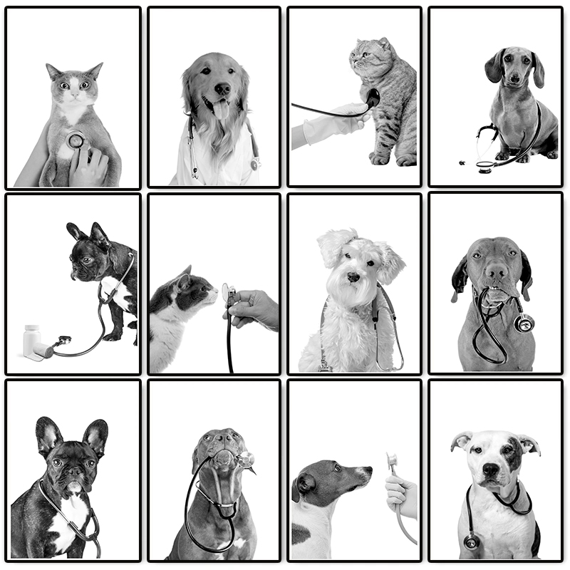 Animal Doctor Vet Med Poster D - Stethoscope review and price